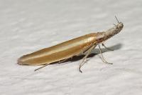 Pleurota aristella