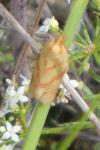 Clepsis pallidana