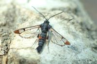 Synanthedon formicaeformis