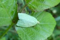 Tortrix viridana