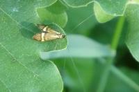 Nemophora degeerella