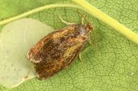 Ptycholoma lecheana