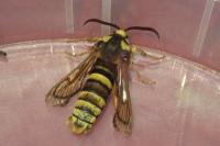 Sesia apiformis