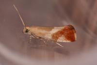Epinotia cruciana