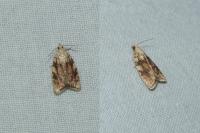 Aleimma loeflingiana