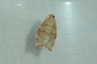 Pandemis cerasana