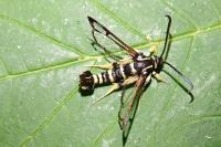 Synanthedon vespiformis
