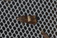 Epiblema cnicicolana