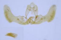 Epiblema cnicicolana
