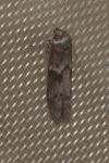 Blastobasis glandulella