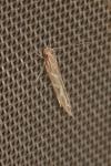 Pyroderces argyrogrammos
