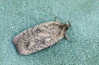 Agonopterix scopariella
