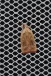 Agonopterix nervosa