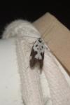 Ethmia quadrillella