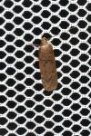 Bryotropha terrella