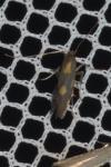 Euspilapteryx auroguttella