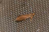 Crassa unitella