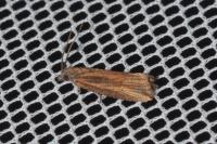 Bactra venosana