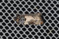 Gypsonoma sociana