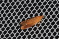 Lathronympha strigana