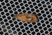 Olethreutes arcuella