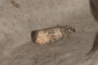 Piniphila bifasciana
