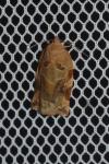 Archips xylosteana