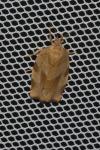 Choristoneura hebenstreitella