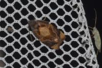 Ditula angustiorana