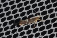 Argyresthia spinosella