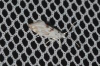Niphonympha dealbatella