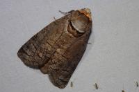 Cossus cossus