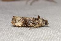 Endothenia
