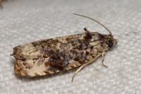 Endothenia