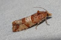 Lobesia indusiana/limoniana