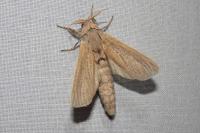 Phragmataecia castaneae
