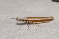 Pleurota aristella