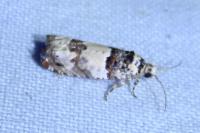Epinotia thapsiana