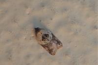 Acleris variegana
