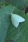 Tortrix viridana