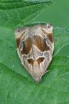 Archips crataegana
