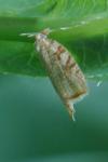 Aleimma loeflingiana