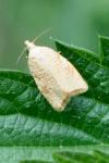 Aleimma loeflingiana