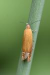 Lathronympha strigana
