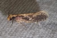 Monopis crocicapitella