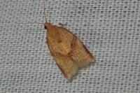 Clepsis consimilana