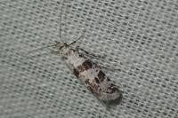 Scythropia crataegella