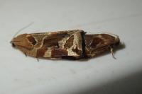 Archips xylosteana