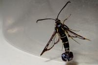 Synanthedon tipuliformis