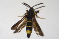 Paranthrene tabaniformis